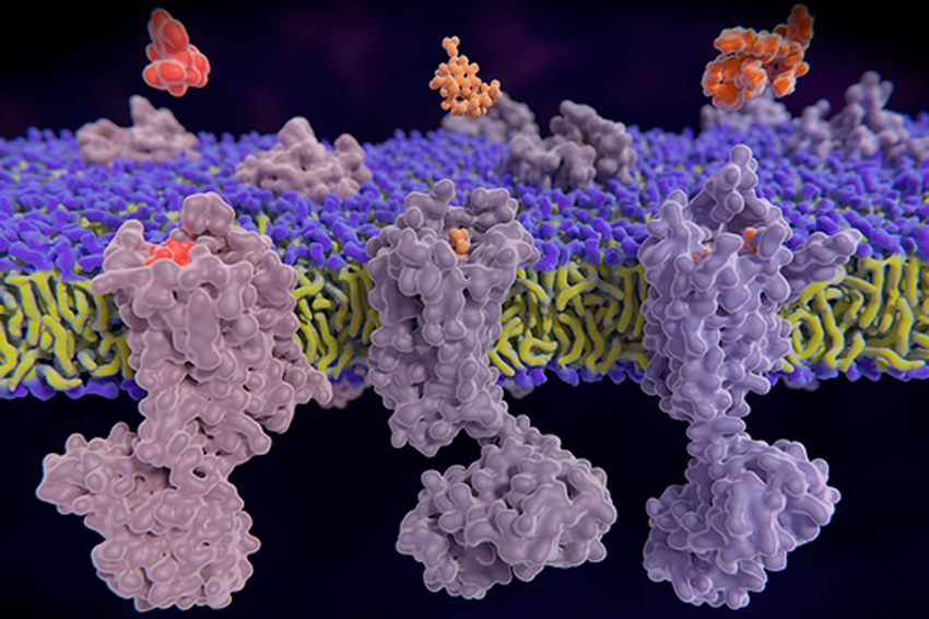 מחקרים הצביעו על קשר בין המערכת האופיואידית לבין התנהגויות של עזרה לזולת והתנהגות חברתית. קולטני אופיואידים משלושה תת-סוגים | איור: Juan Gaertner / Science Photo Library