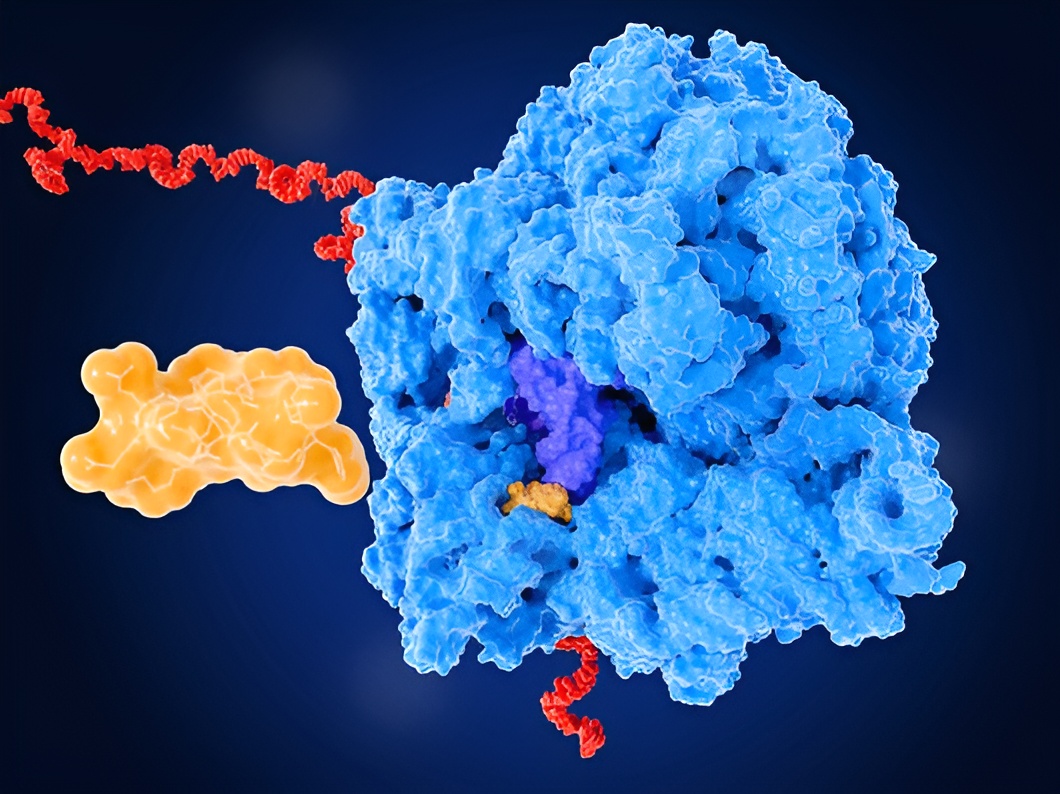 חלק מסוגי האנטיביוטיקה משבשים את מערכת ייצור החלבונים של החיידק. אילוסטרציה של אנטיביוטיקה (בצהוב) שנקשרת לריבוזום, "מכונת ייצור החלבונים" של התא, ומונעת ממנו לפעול | Juan Gaertner / Science Photo Library