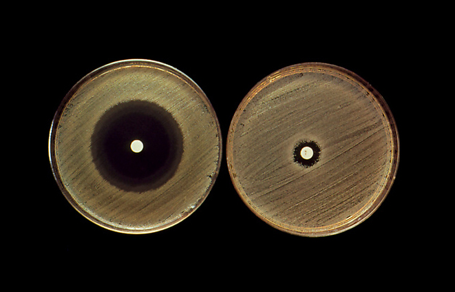 החוקרים העריכו את יכולתם של החיידקים לפתח עמידות נגד המקרולונים החדשים. בדיקת אנטיביוטיקה: הדיסקיות הלבנות טבולות בפניצילין; גדילת החיידקים נראית כשכבה לבנה. משמאל: חיידקים שאינם עמידים לפניצילין, והגדילה שלהם מעוכבת מסביב לדיסקית. מימין: חיידקים עמידים, גדלים כמעט עד לדיסקית | John Durham / Science Photo Library