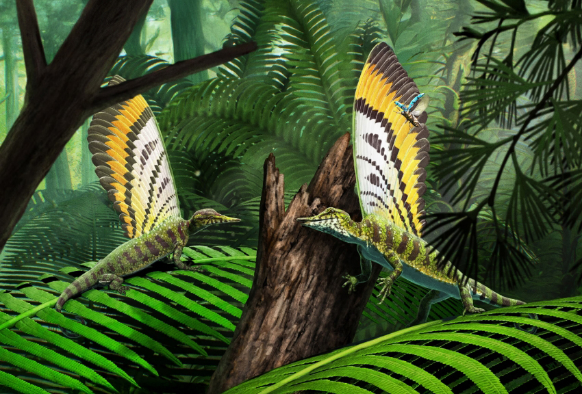 החוקרים מעריכים שה"מפרש" לא שימש לתעופה או לבידוד, אלא כנראה לתקשורת או להפחדת אויבים. אילוסטרציה של הזוחל הקדום | Gabriel Ugueto