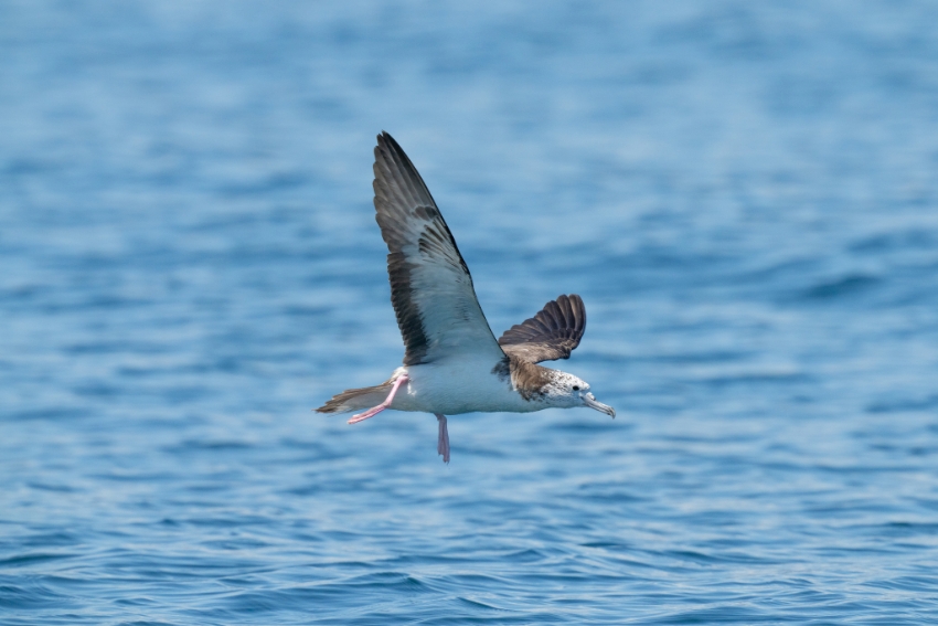 היסעורים לשלשו בממוצע חמש פעמים בשעה, תמיד בתעופה. יסעור מעל הים | Fran Kim, inaturalist.org