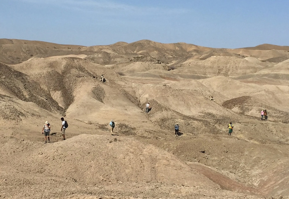 מחפשים ממצאים ישפכו אור חדש על מיני האדם הקדמון שחיו במזרח אפריקה. חוקרים מחפשים מאובנים באתיופיה | צילום: Kaye Reed, Arizona State University