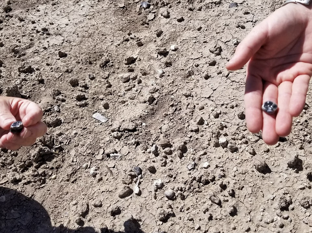 השיניים הראו ששלושה מינים שונים בשושלת האדם חיו זה לצד זה. חוקרים מציגים את השיניים המאובנות שגילו | צילום: Amy Rector, Virginia Commonwealth University