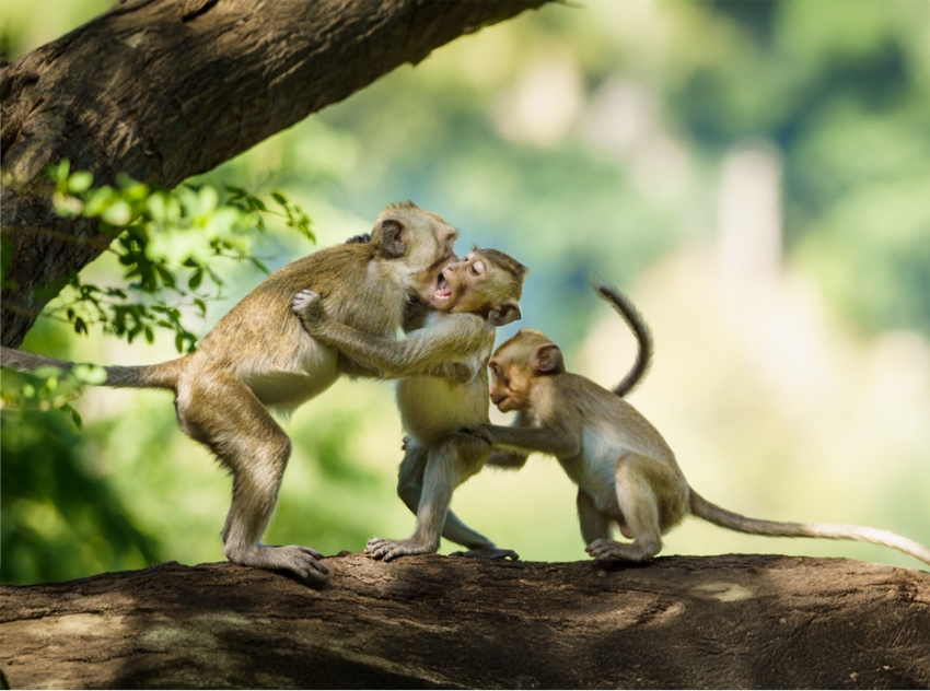 ב-70% מהאוכלוסיות שנבדקו לא הייתה שליטה מוחלטת של אף אחד מהמינים. קופי מקוק רבים | Shutterstock, Sompao