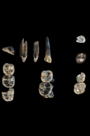 האבולוציה האנושית, עכשיו עם יותר שיניים