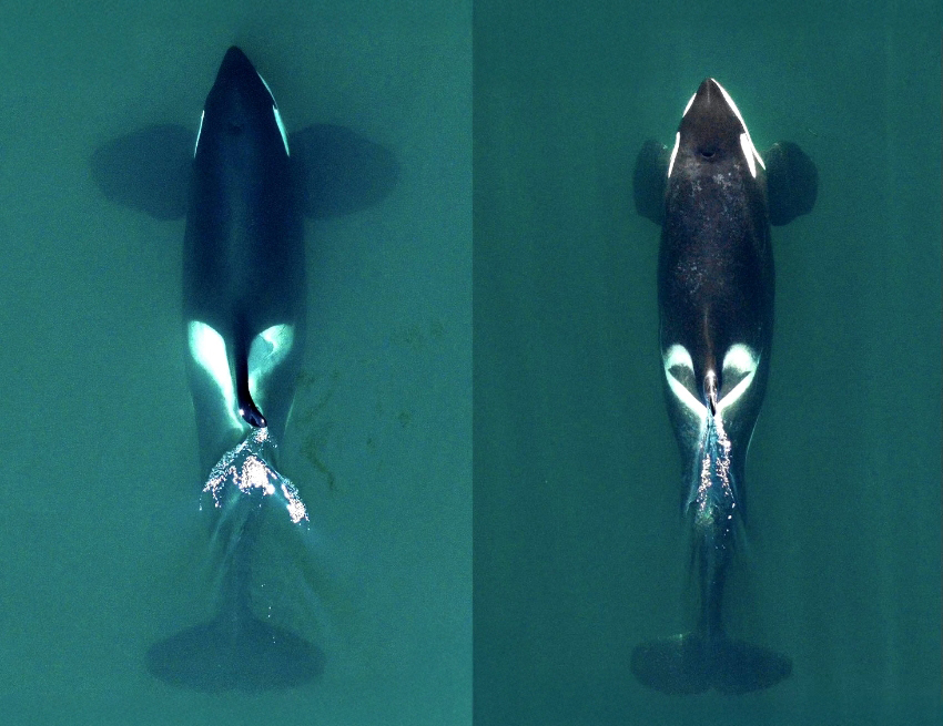 כעת יש די ראיות להכיר בביג וברזידנט כמינים נפרדים. קטלנים משתי האוכלוסיות, רזידנט מימין וביג משמאל | John Durban and Holly Fearnbach