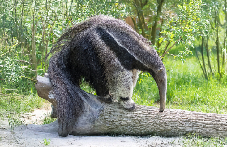 רק כעשרים מיני יונקים אוכלים נמלים וטרמיטים באופן בלעדי או כמעט בלעדי. דוב נמלים ענק | Pascale Gueret, Shutterstock