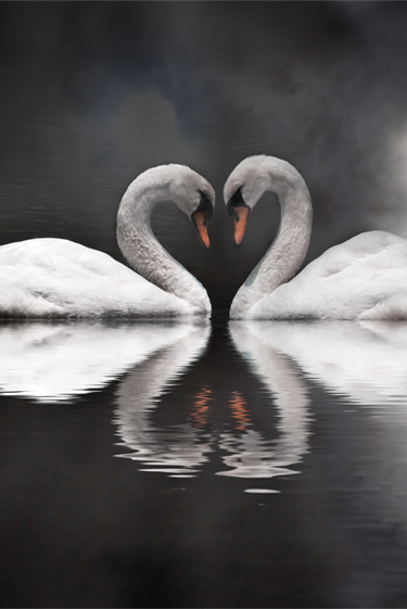 פנים רבות לאוקסיטוצין, “הורמון האהבה”