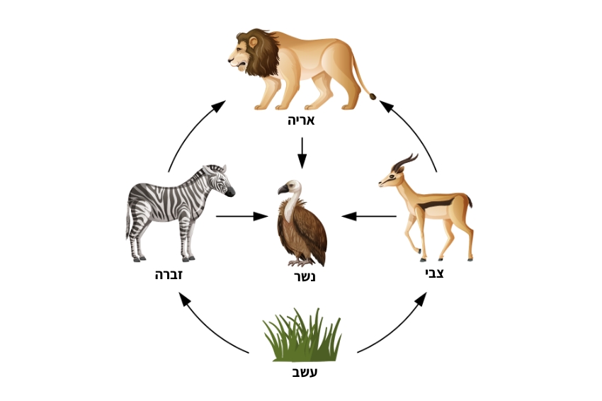 אפשר לבדוק את החלבונים בעצמות מלפני עשרות אלפי שנים, למצוא את שיעור החנקן 15 בהם, ולפיו להסיק מה אכל בעל העצמות כשהיה חי. שרשרת מזון של טורף, אוכלי נבלות, אוכלי עשב ועשב | BlueRingMedia, Shutterstock