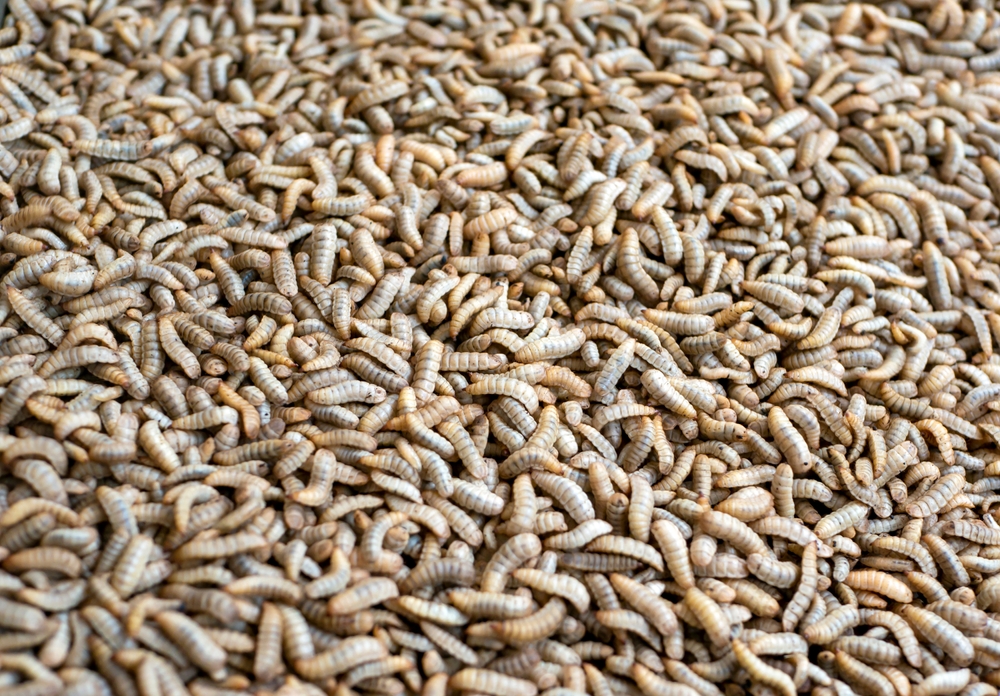 אכילה של רימות, לצד בשר וצמחים, יכולה להסביר את השיעור הגבוה של חנקן 15 שנמצא בעצמות של אבותינו ושל ניאנדרטלים. רימות של זבוב החייל השחור | Jaka Suryanta, Shutterstock