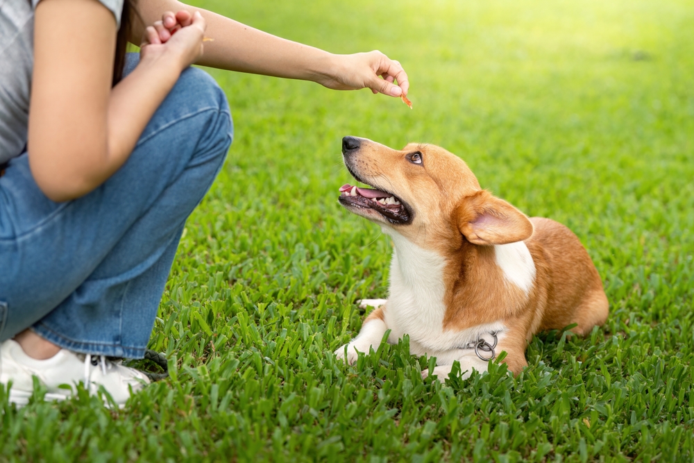קישורים מלאכותיים בין התנהגויות לחיזוקים עומדים בבסיס תהליך אילוף הכלבים. אילוף כלב באמצעות מזון | Natee Meepian, Shutterstock
