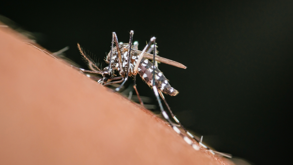 יתושים עלולים להעביר מחלות כגון קדחת מערב הנילוס וצ'יקונגוניה, כך שבכל מקרה כדאי להימנע מעקיצות. יתושה מוצצת דם מאדם | Pawich Sattalerd, Shutterstock