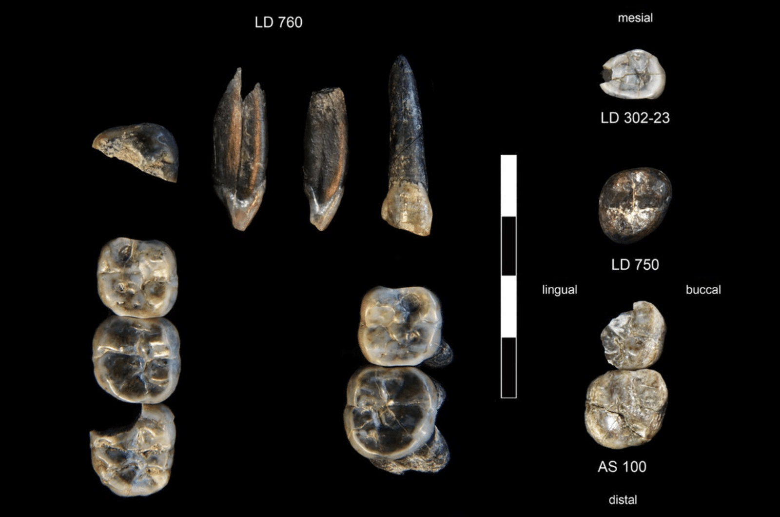 האוצרות של חוקרי המאובנים. 13 שיניים של מינים שונים של אדם שנמצאו באתיופיה | צילום: Brian Villmoare, University of Nevada Las Vegas