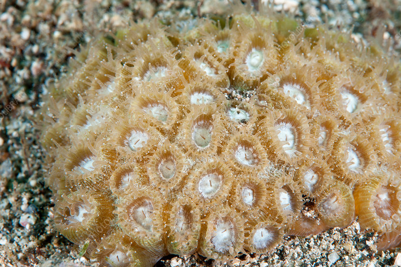 מחלת אובדן הרקמה של אלמוגי האבן היא קטלנית, אך קיימים אלמוגי אבן שפיתחו חסינות בפניה. אלמוג בריא ממין Montastraea Cavernosa | מקור: Andrew J. Martinez / Science Photo Library