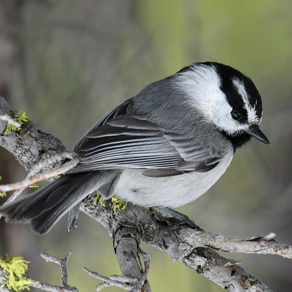 من يتذكّر أكثر، يعيش أكثر