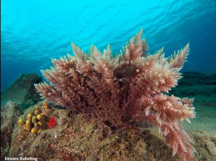 האצה מכילה מולקולות שיכולות לעכב את ייצור המתאן במערכת העיכול של מעלי הגירה. האצה Asparagopsis taxiformis | מקור: Dennis Rabeling, iNaturalist