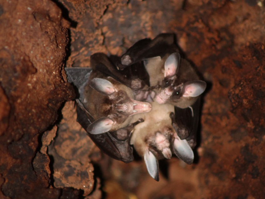 בני המשפחה שיחקו זה עם זה, התחבקו כשנפגשו לאחר פרידה, וישנו מכורבלים יחדיו. שלושה עטלפי רפאים מחובקים בחלל עץ בקוסטה ריקה. צילום: Marisa Tietge, CC BY 4.0 https://creativecommons.org/licenses/by/4.0/