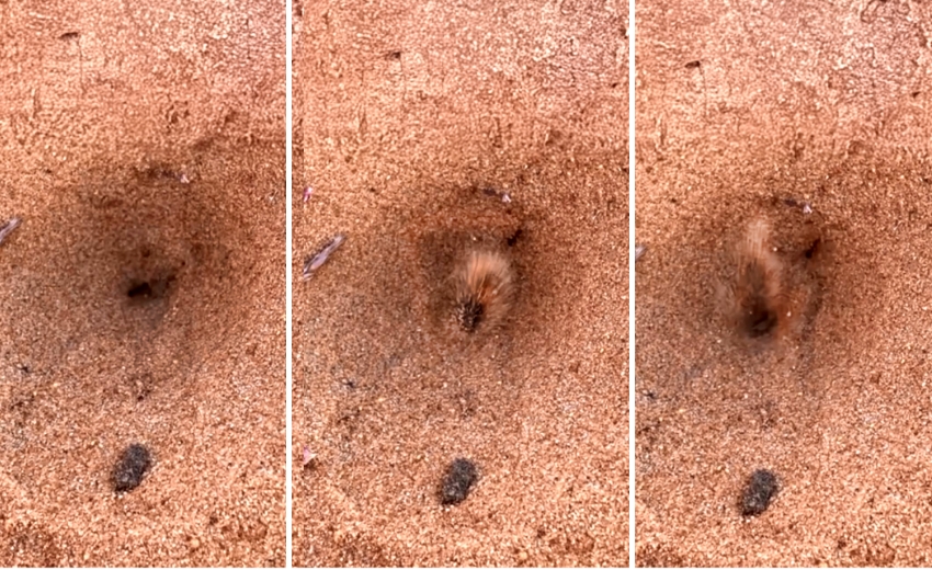 זריית חול מדויקת לכיון נמלה שנפלה למלכודת של ארינמל (ימין ואמצע) לא מותירה לה כל סיכוי, והיא נופלת ישר לתחתית המשפך – אל מלתעותיו של הארינמל (שמאל) | צילום: אבי סאייג