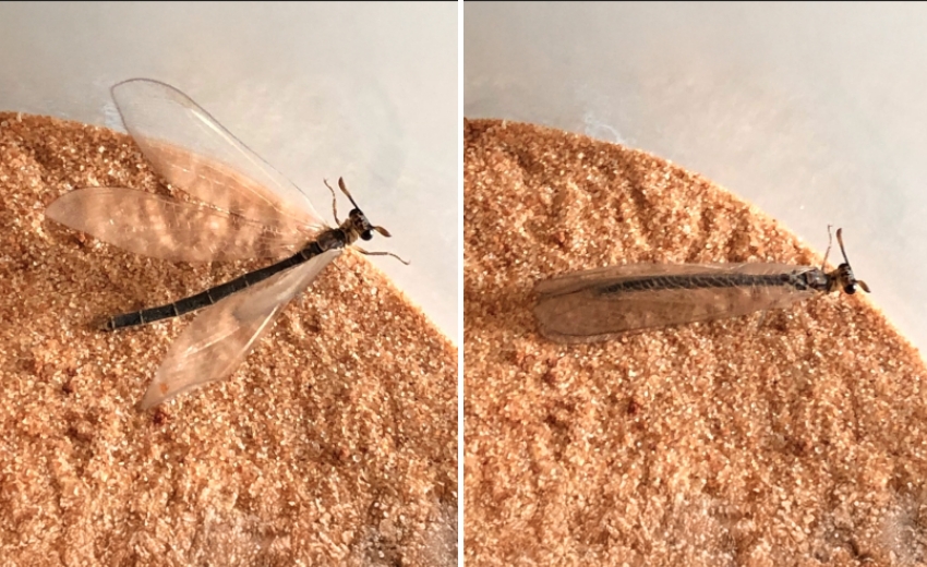 אפשר לגדל אותם בקלות בבית. ארינמל שגידלתי בביתי לאחר בקיעתו כבוגר מתוך הגולם. מיד לאחר הצילום שחררתיו לטבע | צילום: אבי סאייג