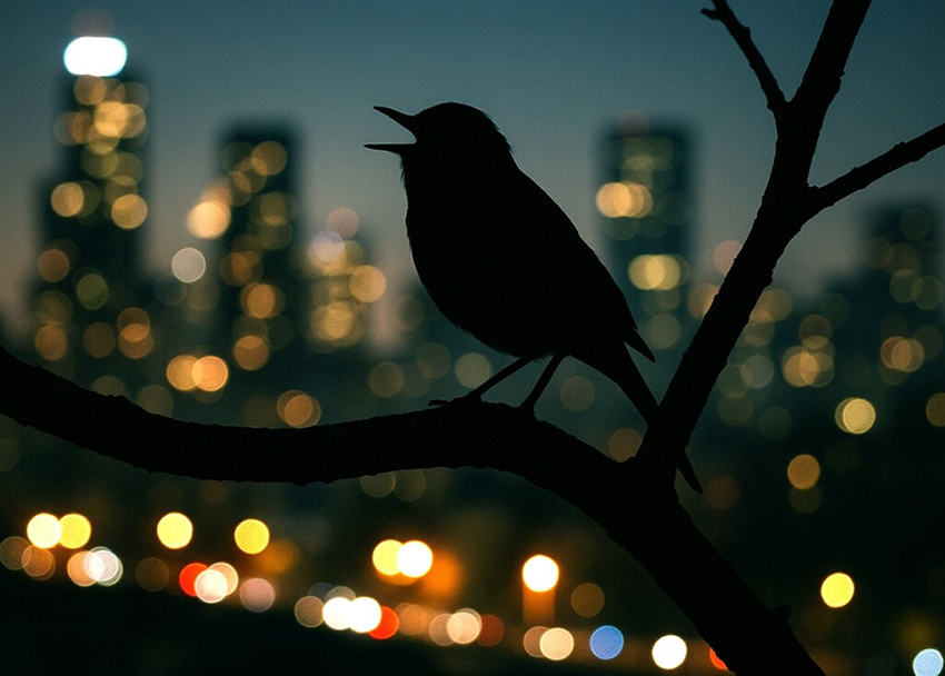 זיהום האור האריך את משך הפעילות הקולית בכחמישים דקות ביום. ציפור מזמרת על רקע אורות העיר | Liat Peli, Chat GPT