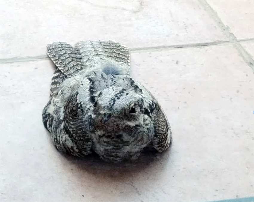 כשציפור פוגעת בחלון היא סופגת מכה קשה בראש או בכתף ובדרך כלל מתה כתוצאה מכך, גם אם תחילה היא נראית בסדר. תחמס לצד חלון בית בירושלים, 2021 | Avital sof