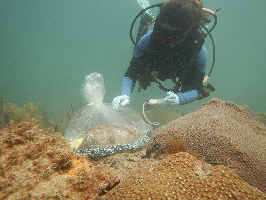 כיסוי האלמוג בשקית והזרקת החיידק נמצאו יעילים לטיפול במחלה. קלי פיטס, החתומה על המאמר, מזריקה תכשיר פרוביוטי לתוך שקית העוטפת את האלמוג | מתוך Pitts et al., Frontiers in Marine Science, 2025