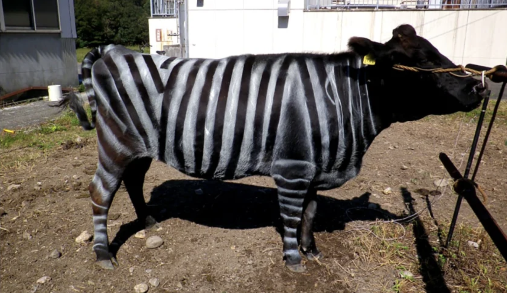 מספר הזבובים שנחתו על הפרות המפוספסות בשחור-לבן פחת מאוד לעומת הפרות האחרות | צילום מתוך: Kojima, T. et al. PLOS ONE 14, e0223447 (2019), CC BY 4.0