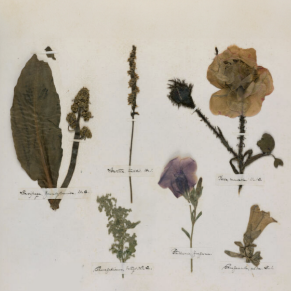 حدّثينا بالزُّهور يا إميلي