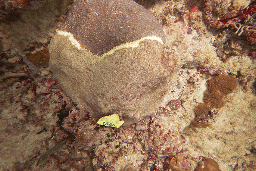 מחלת אובדן הרקמה של אלמוגי האבן התפשטה במהירות וכיום היא נפוצה בכל מפרץ מקסיקו. אלמוג נגוע במחלת אובדן הרקמה | מתוך Pitts et al., Frontiers in Marine Science, 2025