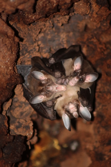 החיים הסודיים של העטלפים