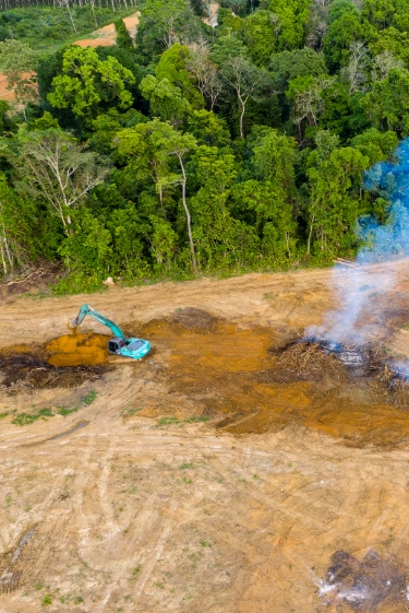 Rain on the Verge of Extinction: How Deforestation Disrupts Rainfall