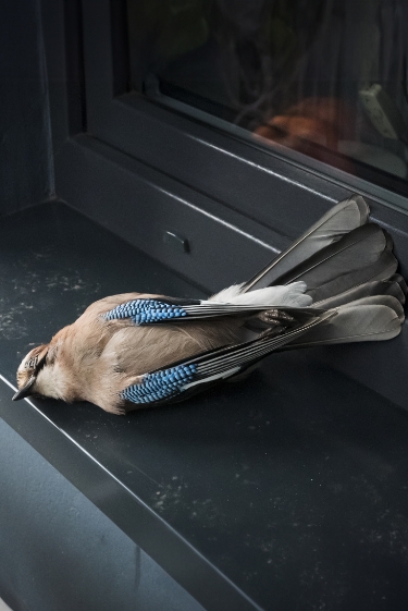 הרוצח השקט של ציפורי הבר