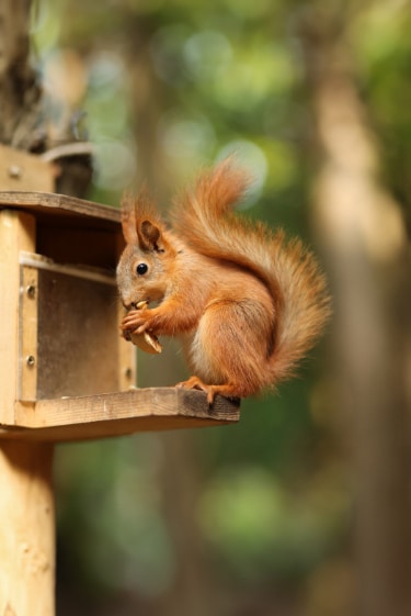כלל האצבע של המכרסמים