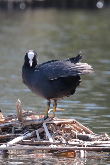 קן עם תאריך תפוגה