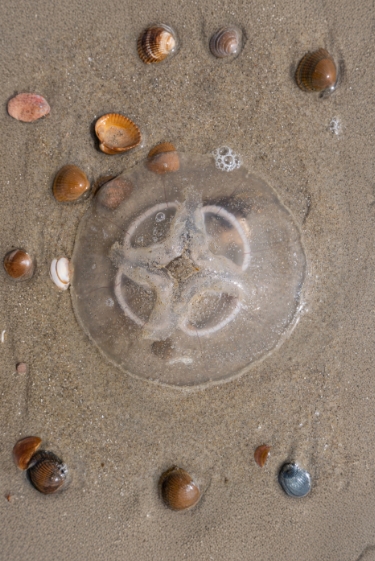 אלה חיים אלה?