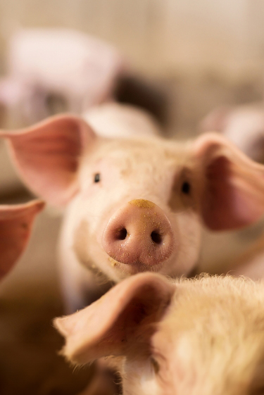 שלוש גישות לחיסון נגד נגיף ניפה