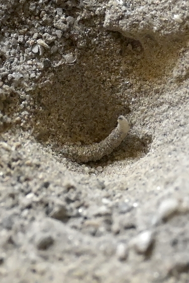 משפכים בחול: ארינמל וארי-תולע