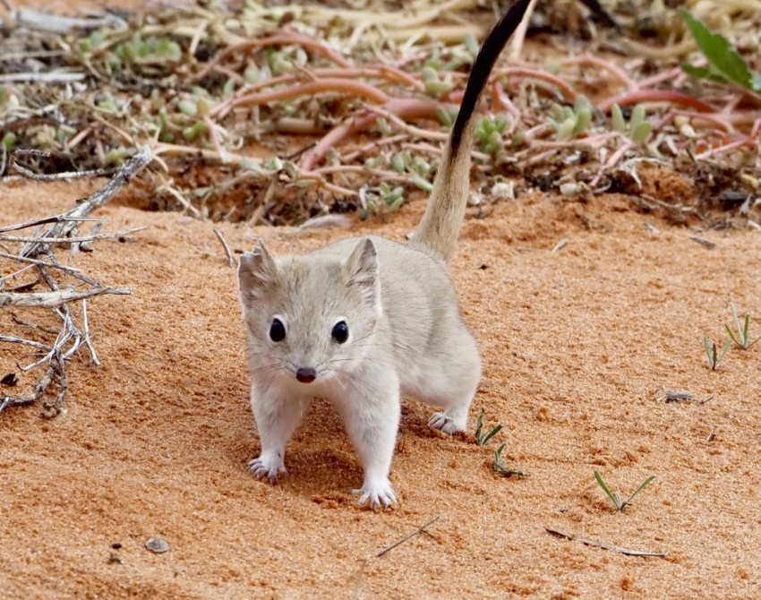למרות הידלדלות קודמת במספריה, בין השנים 2015 ל-2021 אזור תפוצתה התרחב ביותר מ-48 אלף קמ"ר. אמפורטה באוסטרליה | Yingyod Lapwong, iNaturalist