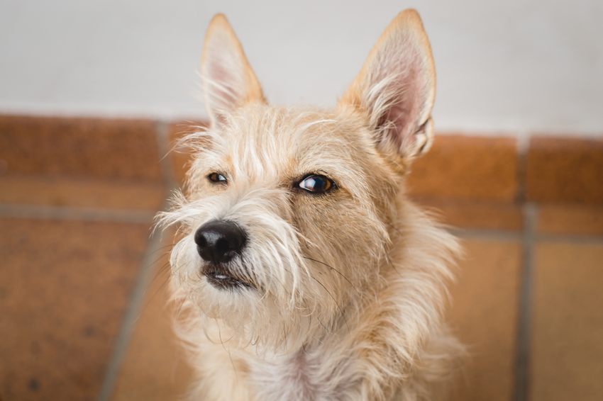 חשוב להקפיד חשוד בכל דבר שנשמע פשוט מדי, חד-צדדי, או תואם לחלוטין את עמדותינו באופן מוחלט. כלב חשדן | Shutterstock, Irene Castro