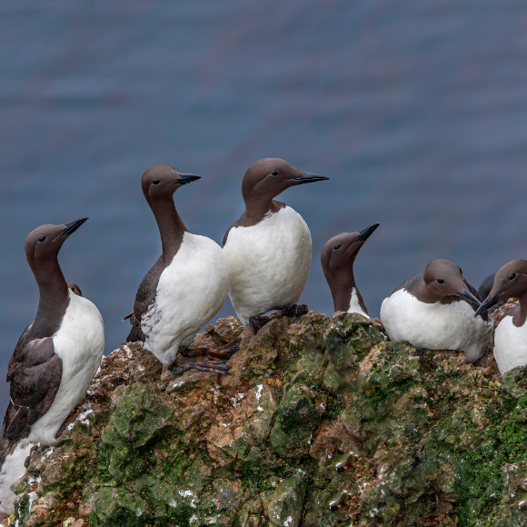 موجة الحرّ المُميتة