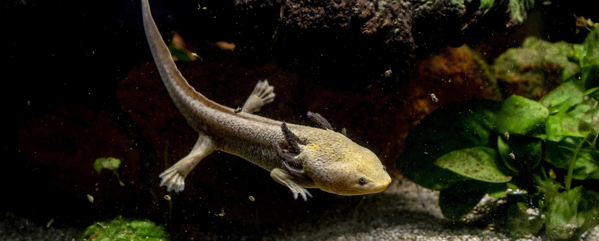 Forever Young? The Creature that Halts the Biological Clock