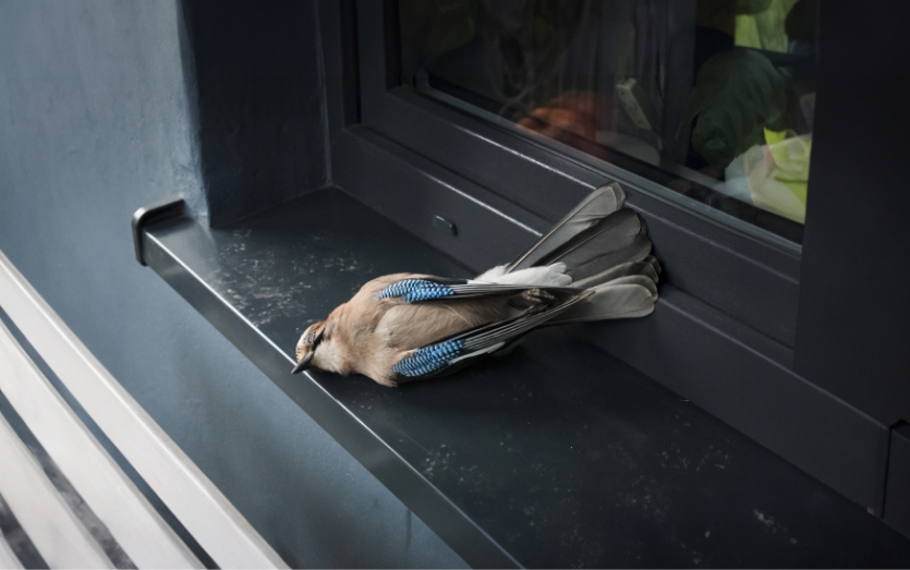 לפי הערכות, מאות מיליוני ציפורים מתות מדי שנה מהתנגשות בבניינים בצפון אמריקה בלבד. עורבני מת לצד חלון | Shutterstock, smutny pan