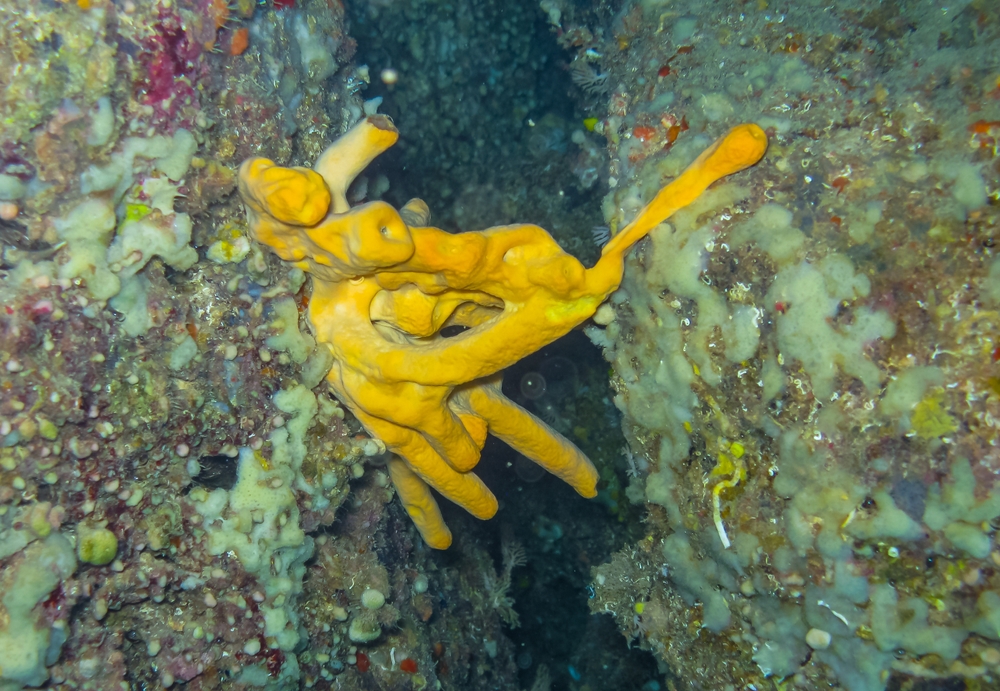 יצור שחי בלי לב ובלי מערכת הובלה המקבילה למערכת הדם שלנו. ספוג ים צהוב | Oleg Kovtun Hydrobio, Shutterstock
