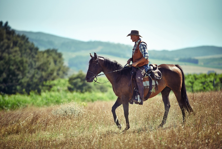 קודם נדרשו הסוסים להיות רגועים וניתנים לאילוף, ורק אחר כך חזקים ומותאמים לנשיאת רוכבים על גבם. אדם רוכב על סוס | PeopleImages, Shutterstock