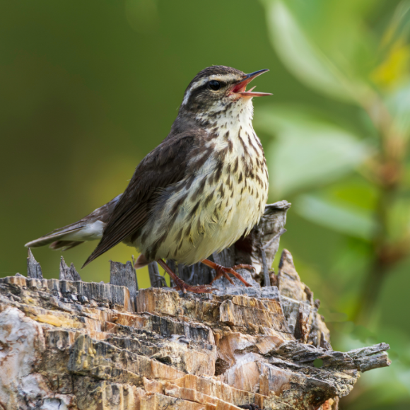 أحاديث في الهواء