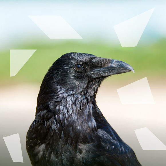 غراب إقليدس