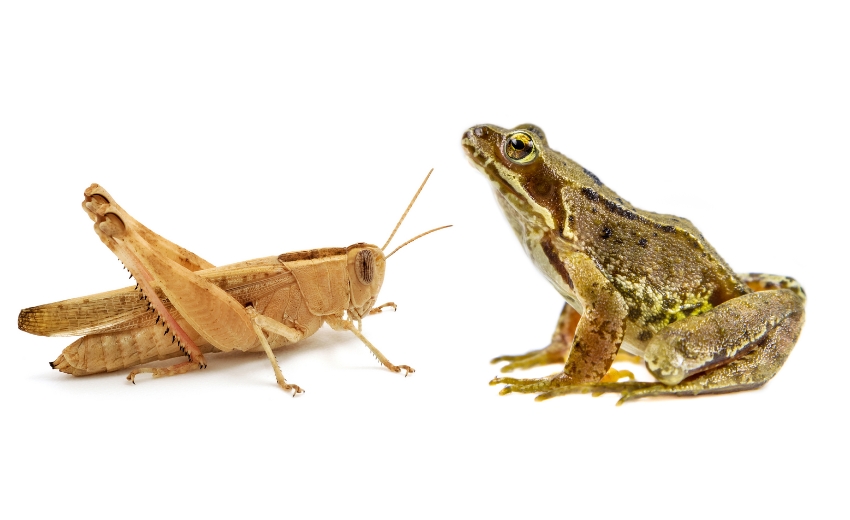 רגלי הקפיצה של צפרדעים ושל חגבים דומות זו לזו, גם במבנה החיצוני וגם באופן פעולתם. חגב וצפרדע | Shutterstock, Rudmer Zwerver, Evgeniy Ayupov