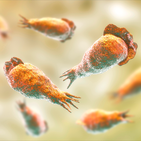 Meet the Brain-Eating Amoeba