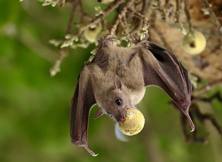 העטלפים הישראלים לא מתמודדים היטב עם אלכוהול. עטלף פירות מצוי. צילום: © Yuval Barkai, 2023. CC BY-NC-ND