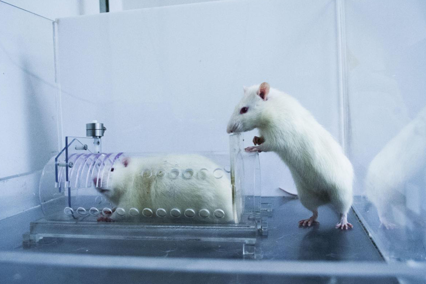 החוקרים לימדו את החולדות לשחרר חולדות אחרות, שהיו כלואות בכלוב צר. חולדה פותחת את הדלת לחולדה כלואה | באדיבות ענבל בן עמי ברטל